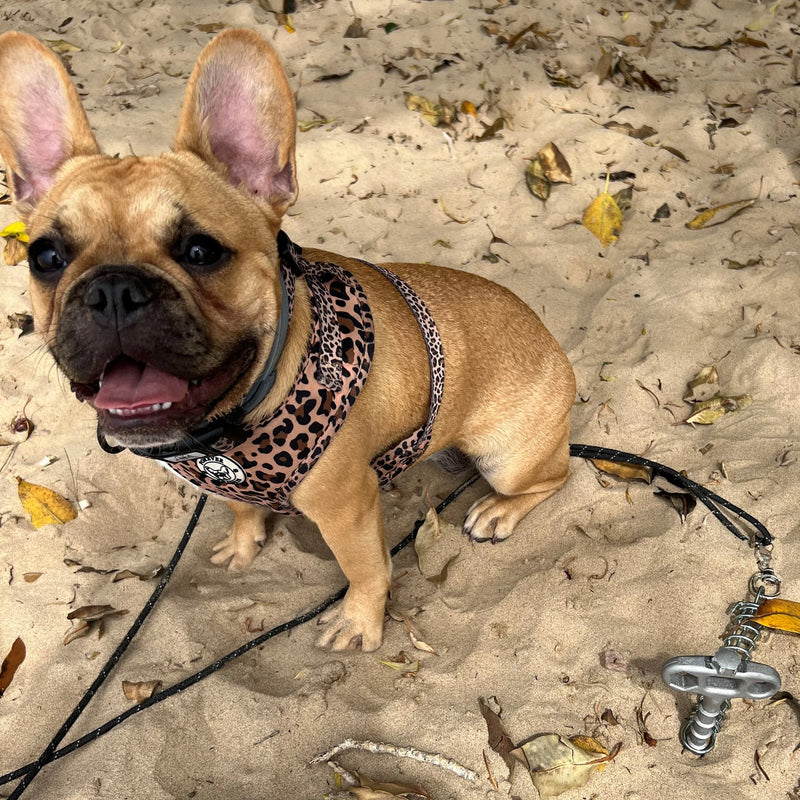 https://www.freizeitschmiede.com/images/camping/schraubheringe/peggy/Peggy-Pet-Peg-5.jpg